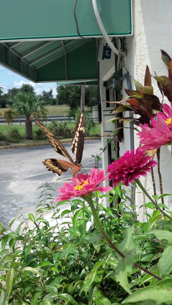 Jasmine Garden Inn - photo 54