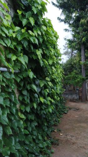 Kallidai Home Stay — Ambasamudram — photo 4