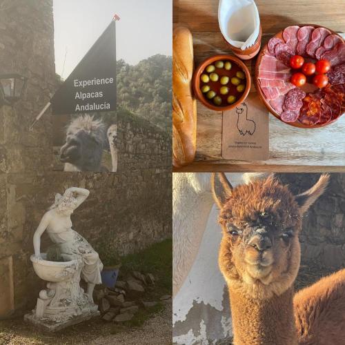 Experience Alpacas in Andalucia — 4-Star Luxury Hotel in Cordoba, Spain