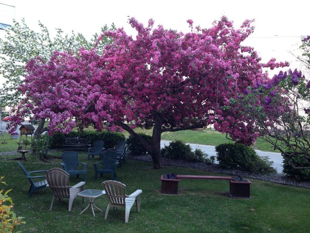 Lakeshore Inn & Suites - photo 41