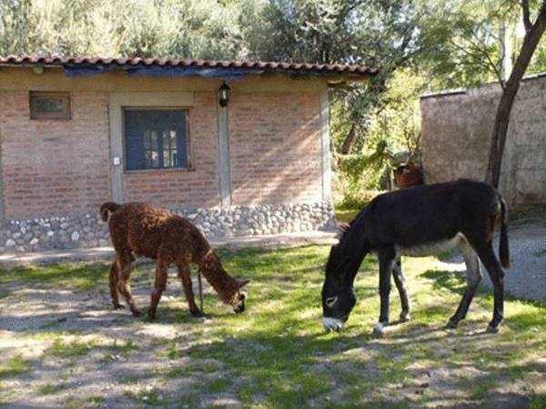 Hotel Rustico Cerro Del Valle in San Agustin De Valle Fertil, Argentina