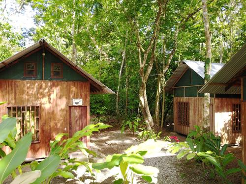 Cacao Monkeys in Puerto Jimenez, Costa Rica