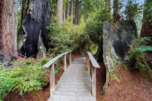 Serene Redwood Retreat - photo 4
