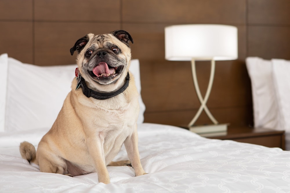 Staybridge Suites Charlottesville Airport by IHG - photo 36