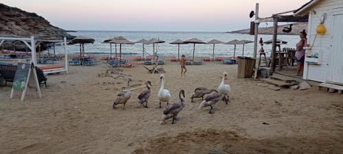 Ateni Beachfront — Athens — photo 5