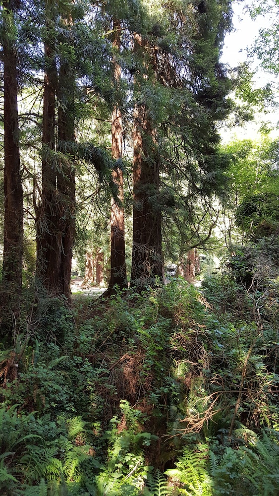 Emerald Forest Cabins - photo 144