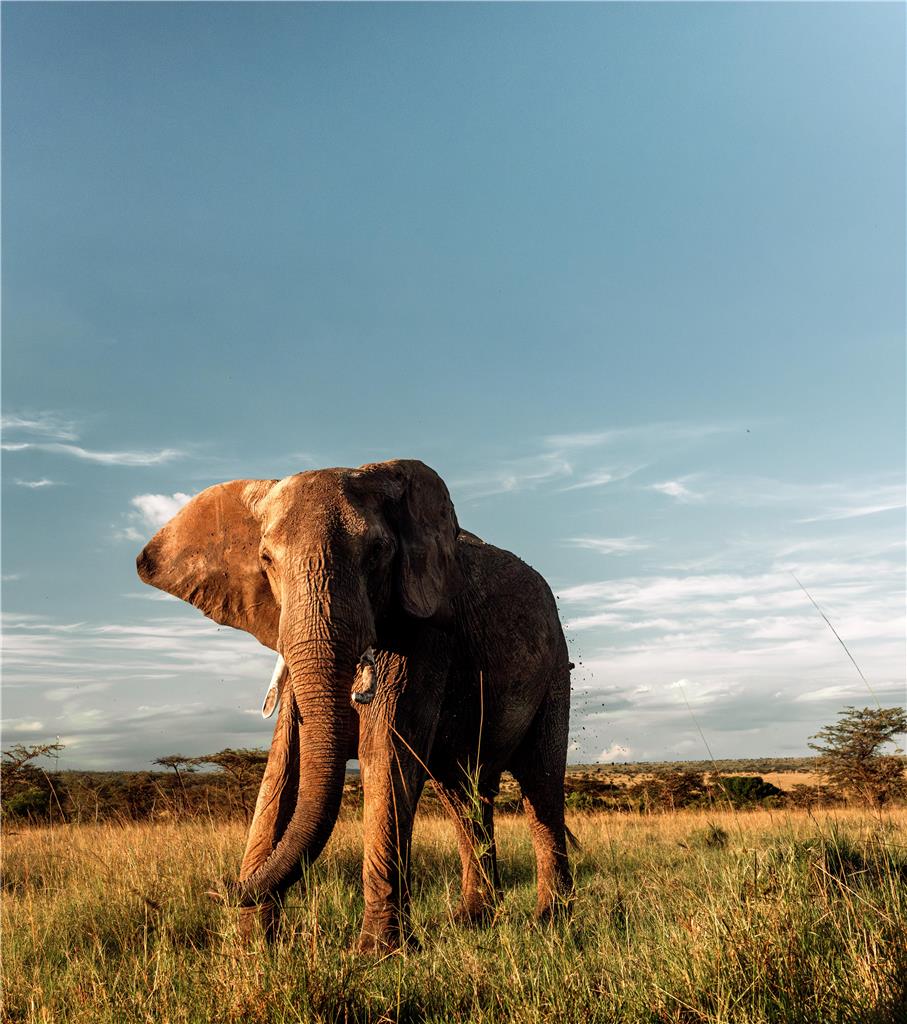 KIMRE1_Safari - wildlife 04.jpg