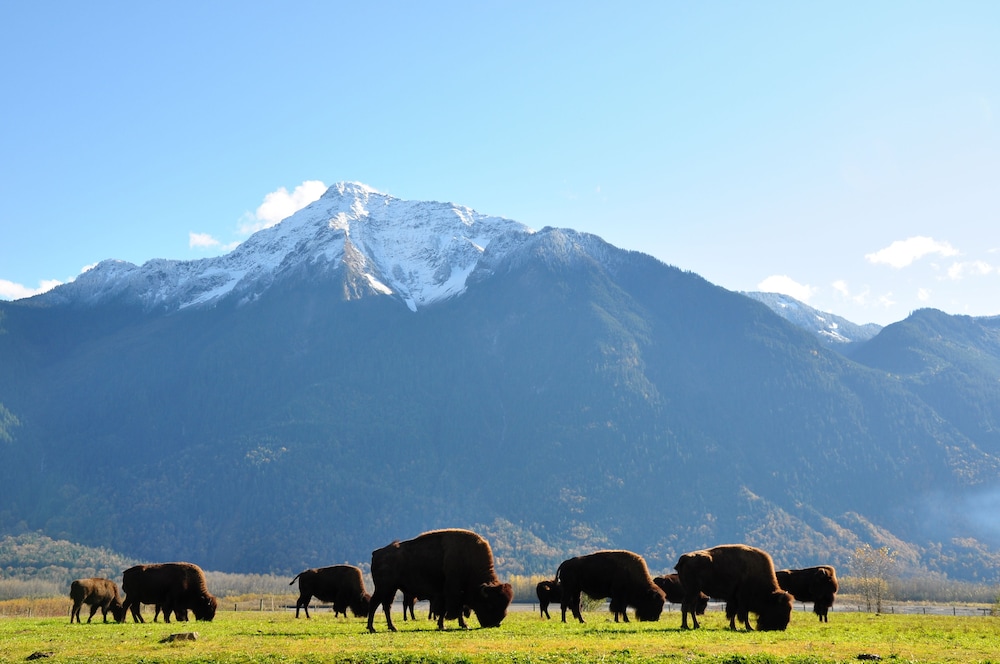 Fraser River Outpost Lodge — 4-Star Luxury Hotel in Agassiz, Canada