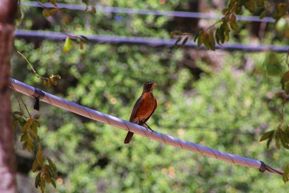Bird Watcher Inn - photo 66