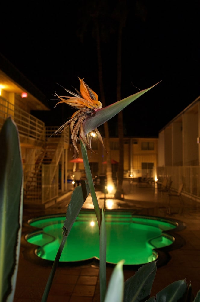 Delos Reyes Palm Springs - photo 34