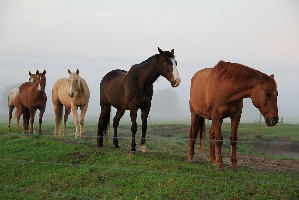Westgate River Ranch Resort & Rodeo - photo 181