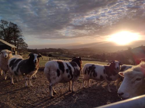 Sheep Dip Cottage 5 Cyfie Farm with log burner and private hot tub — 4-Star Luxury Hotel in Llanfyllin, United Kingdom