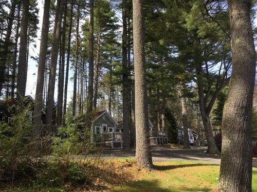 Pine Grove Cottages - photo 2