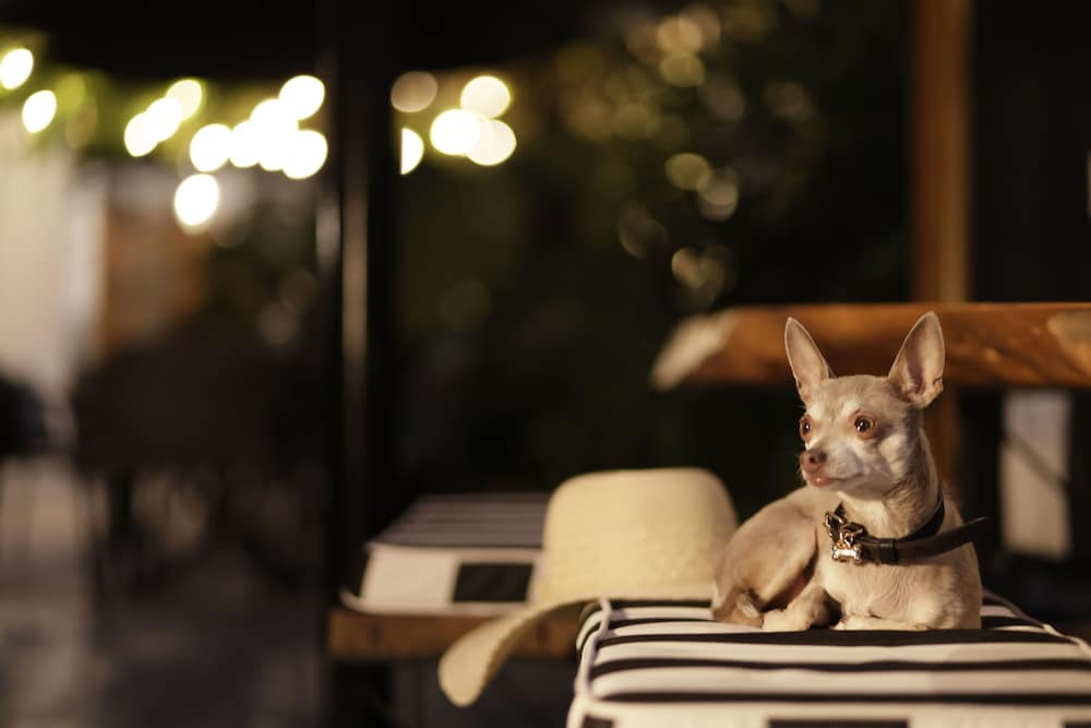 Pet-friendly