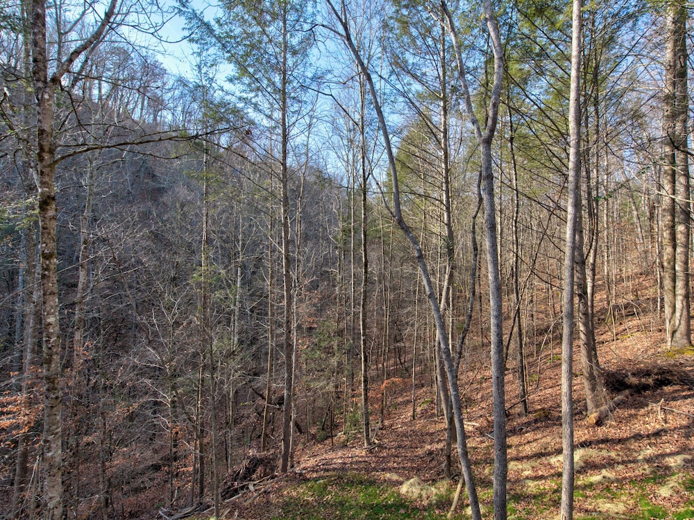 Twisted Pines by Smoky Cove Resort - photo 8