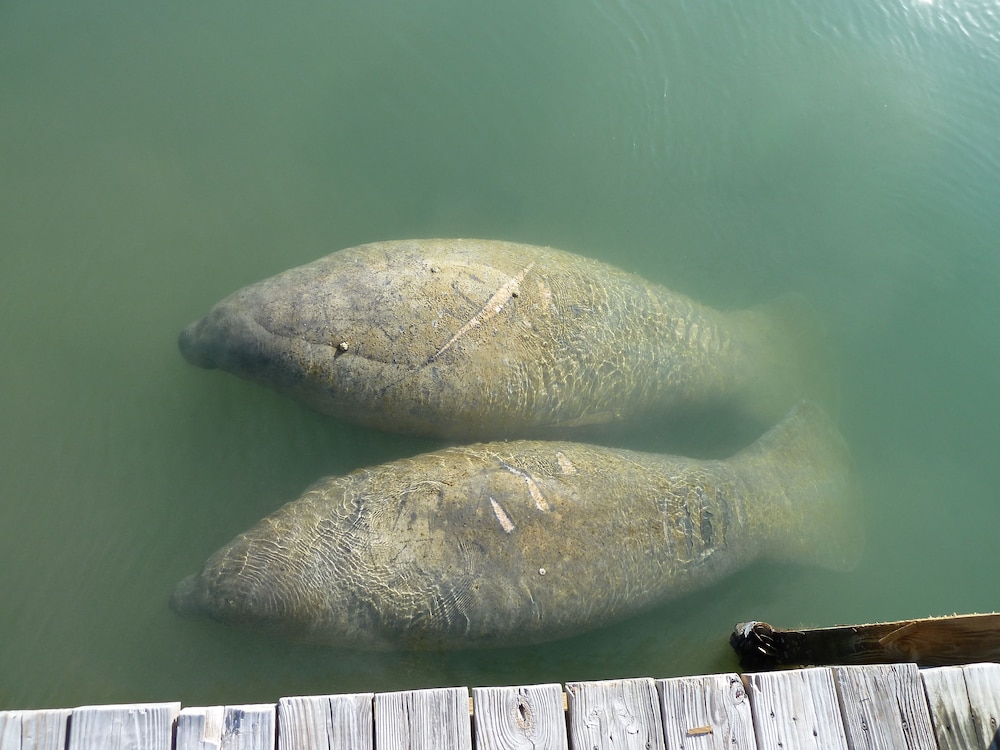Seascape Resort & Marina - photo 168