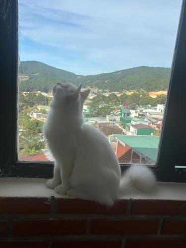 Little Cat in Da Lat, Vietnam