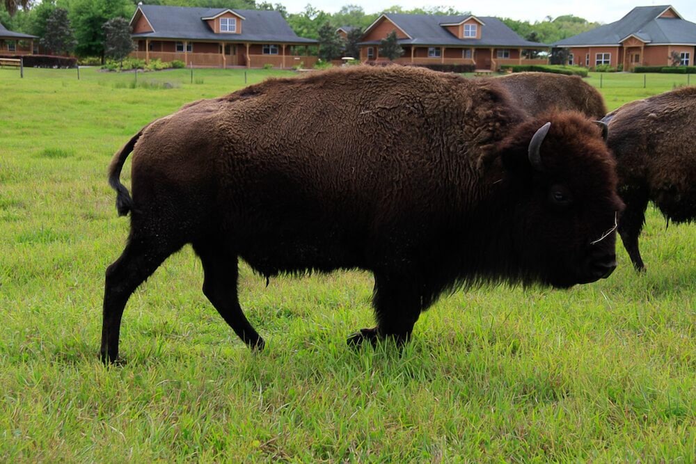 Westgate River Ranch Resort & Rodeo - photo 180