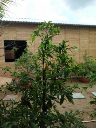 BenTrestay in Ben Tre, Vietnam