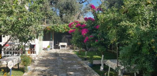 The Olive Grove in Unknown City, Albania