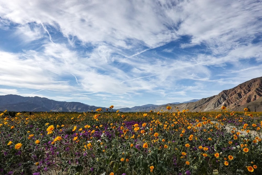 Borrego Springs Resort & Spa - photo 24