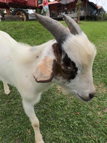Aldeia Parque Pousada Rural in Sao Roque, Brasil