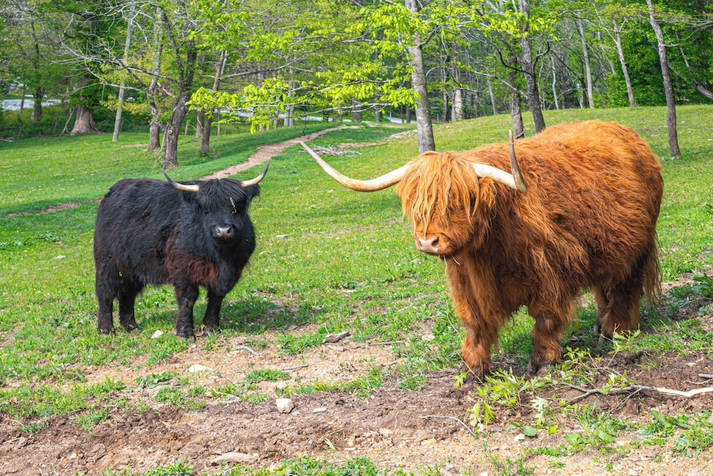 On Farm Charming Hendersonville Retreat — Hendersonville