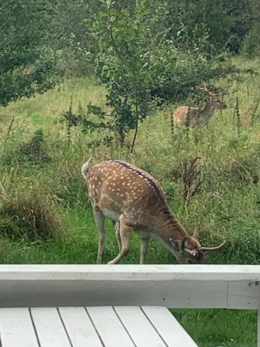 Nordjylland Kattegat in Unknown City, Denmark