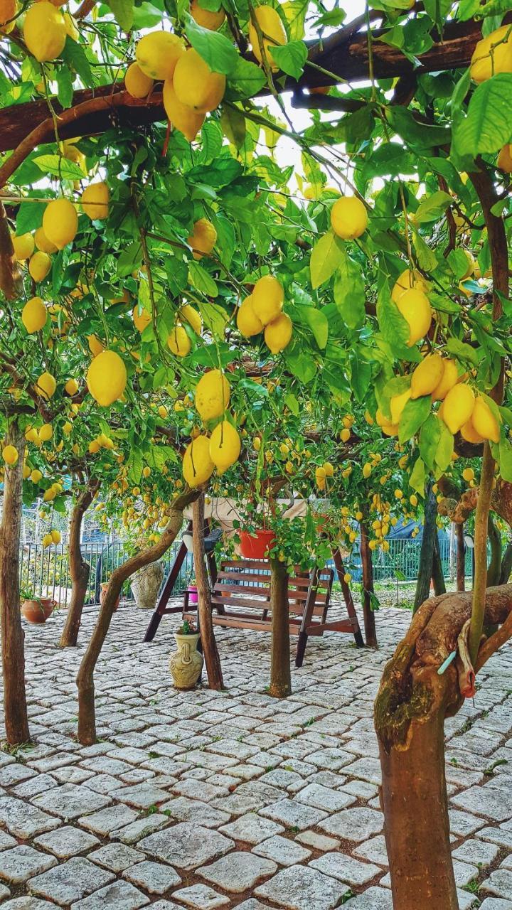 Il Limoneto Degli Angeli in Minori, Italy