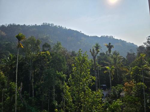 Nutmeg shades Munnar — Unknown City — photo 2