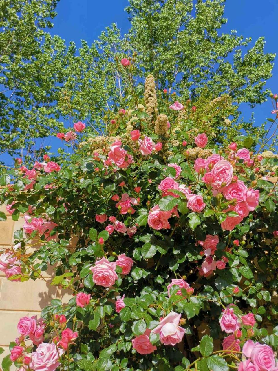 House of Roses