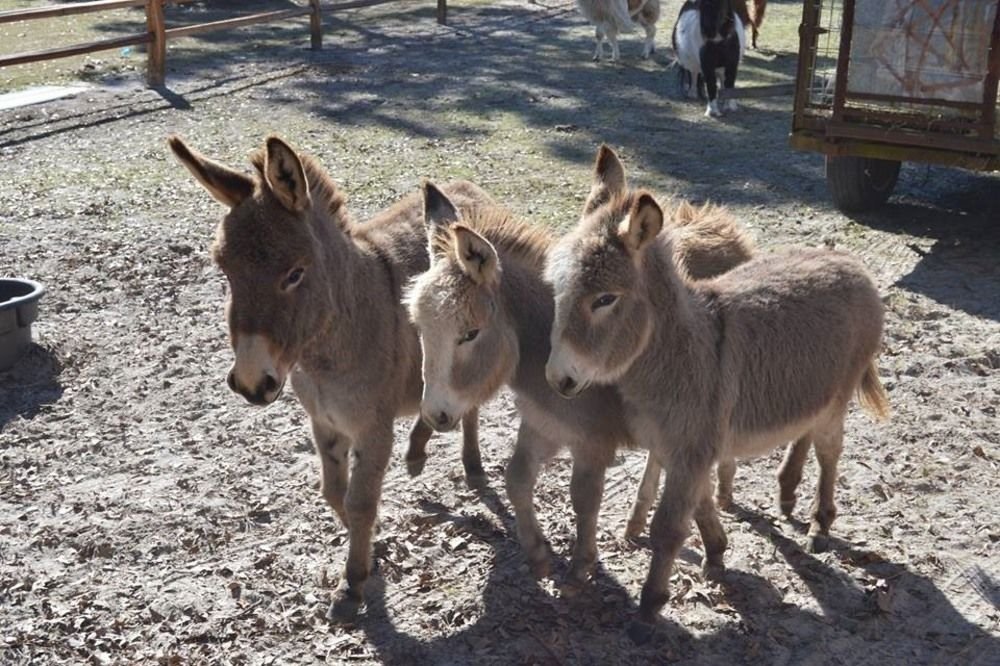 Cape Fear Vineyard And Winery in Elizabethtown, United States
