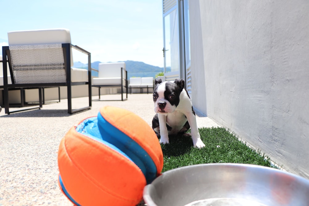 Pet-friendly