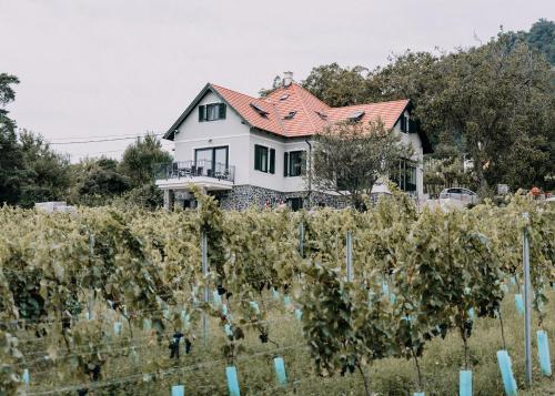 Éliás Borbirtok in Badacsonytomaj, Hungary