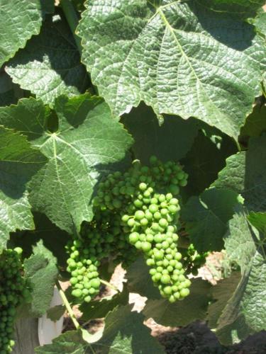 Pearlessence Vineyard Inn - photo 9