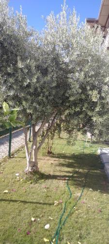 villaLemoon — Belek — photo 4
