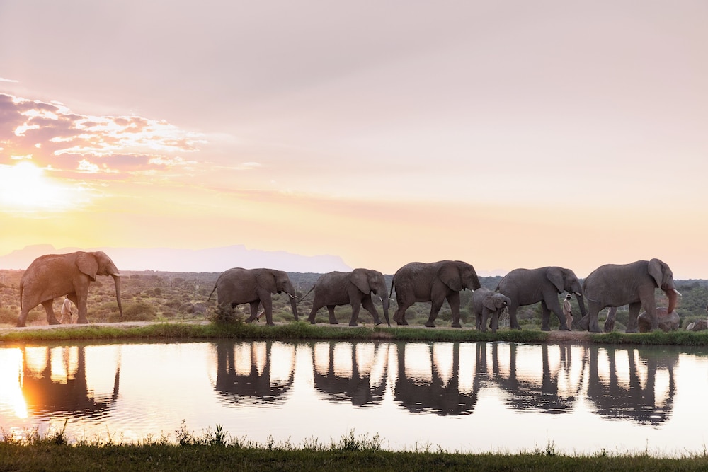 Jabulani Safari Relais & Chateaux — 5-Star Luxury Hotel in Hoedspruit, South Africa