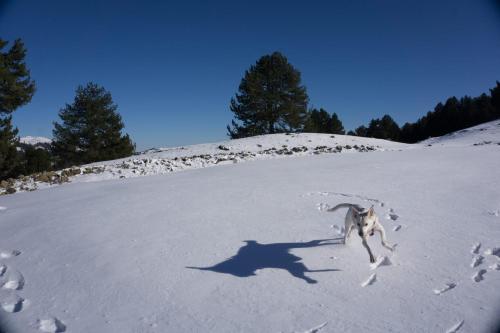 Gini Vinis — Grevena