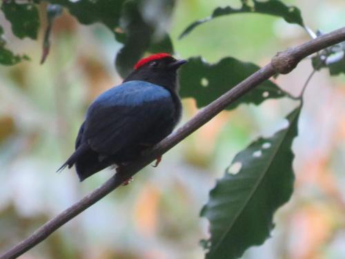 El Valle de Anton La Chachalaca — El Hato — photo 2