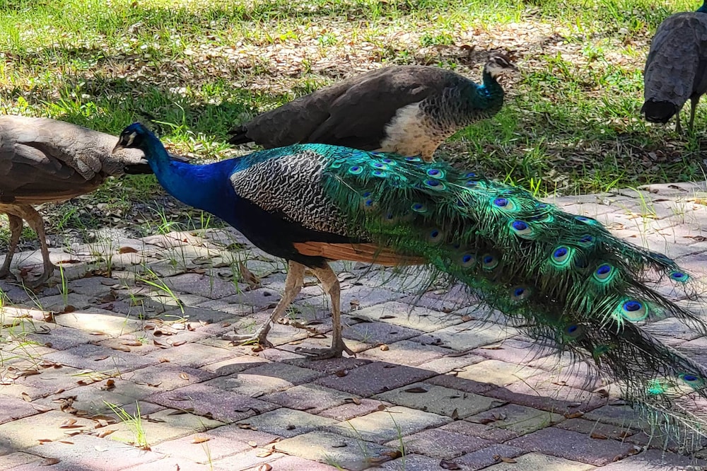 Largo Home and Outdoor Oasis The Peacock Farm — 4-Star Luxury Hotel in Largo, United States