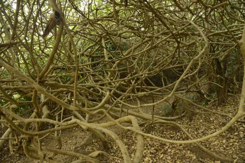 Cintacor Island Resort