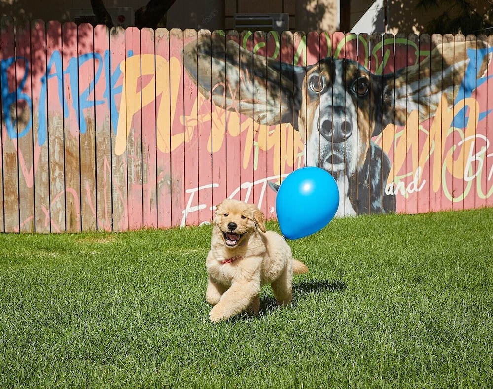 Sono Pet Clubs & Resorts VivaldiPark in Hongch'on, South Korea