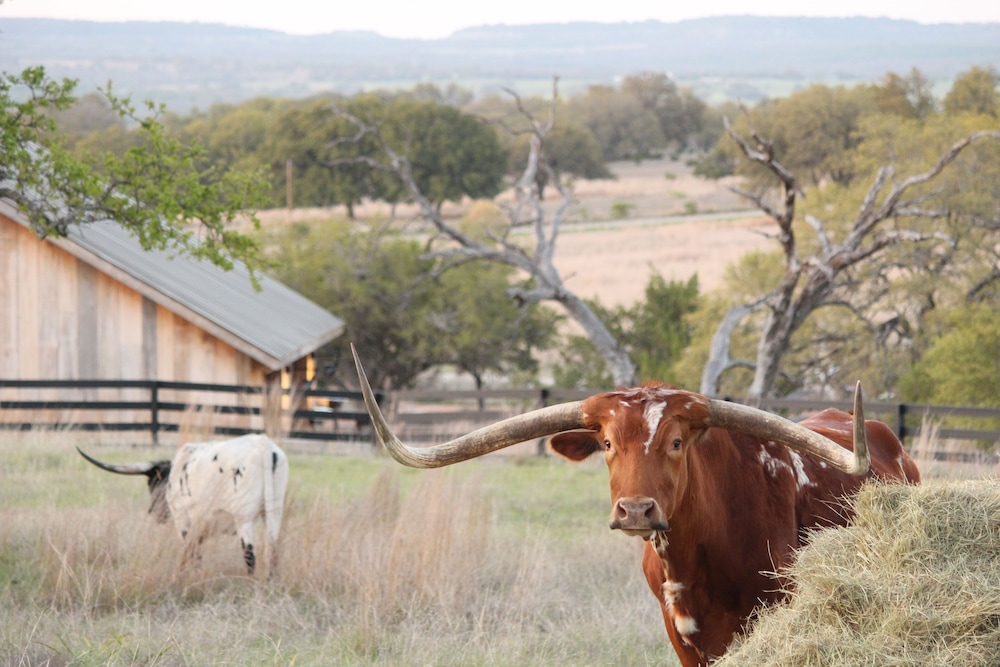 Outdoorsy Hill Country - photo 41
