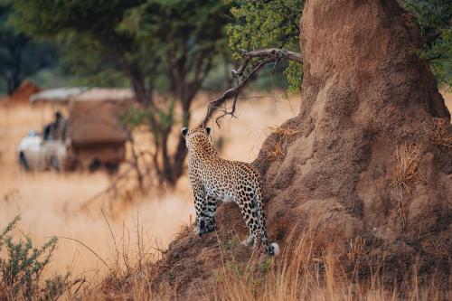 Okonjima Luxury Bush Camp — Otjiwarongo — photo 5