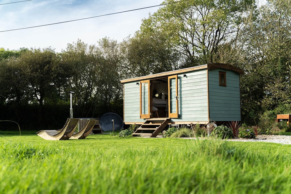 Fern in Bude, United Kingdom