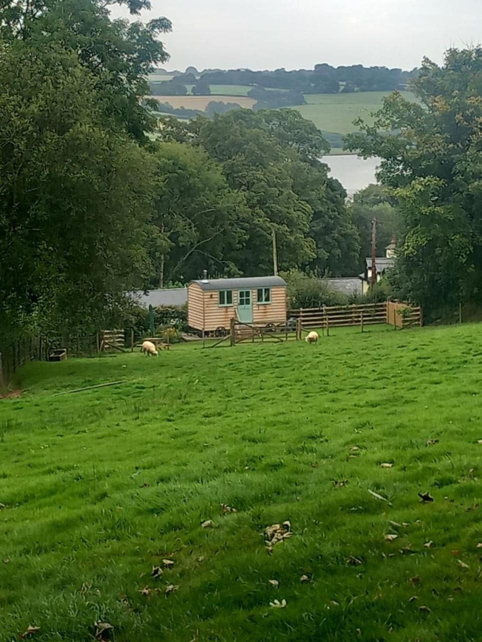 Foxgloves in Dulverton, United Kingdom