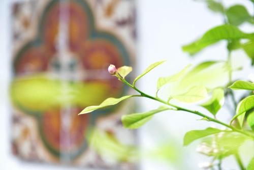 The Old Bakery - carbon neutral hotel in Cagliari