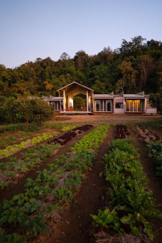 Daraga ดารกะ in Chiang Dao, Thailand
