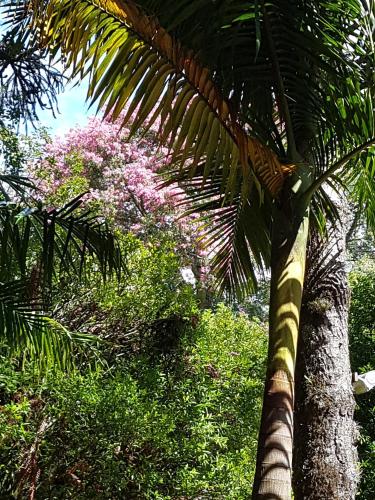 Refúgio da natureza — Sao Francisco De Paula — photo 4