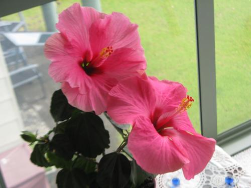 Hibiscus Bed & Breakfast — 4-Star Luxury Hotel in Waihi Beach, New Zealand